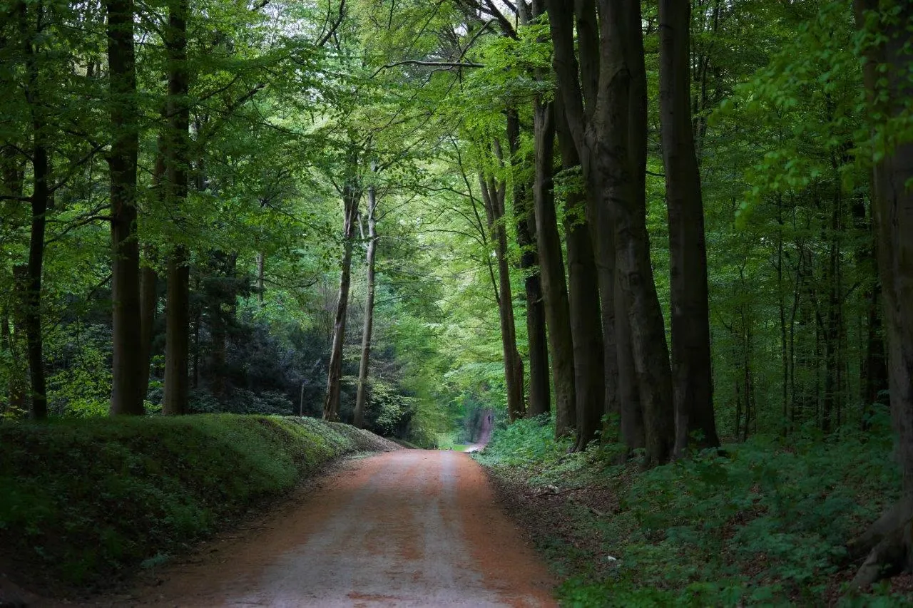 Winding path through a green park with trees on both sides